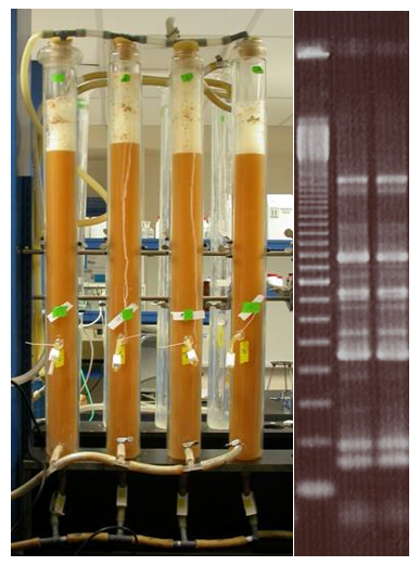 fermentation tubes & image genetics